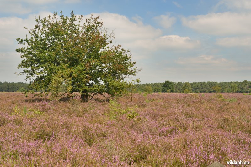 Kattenbosserheide