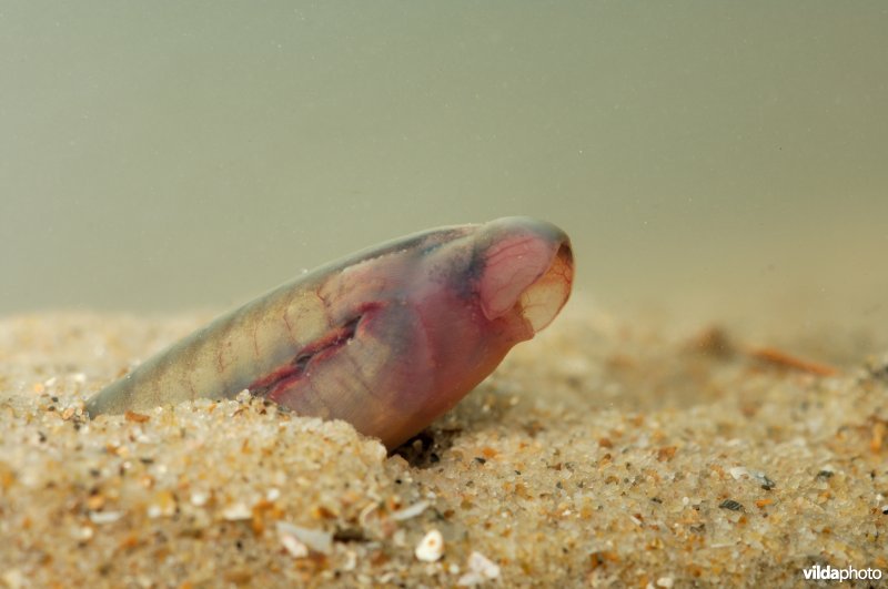 Larve van een beekprik steekt kop boven het zand