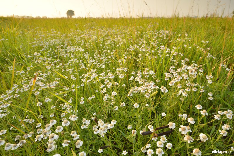 Wilde bertram in de Ijzerbroeken