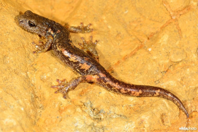 Ambrosi's grottensalamander