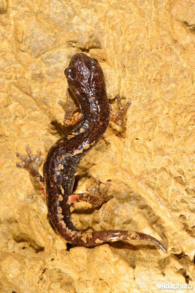 Ambrosi's grottensalamander