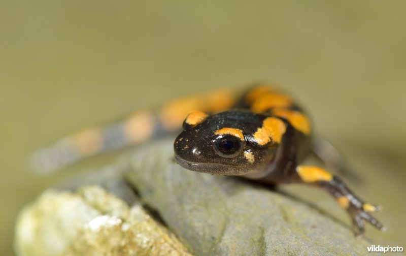 Vuursalamander uit Italië