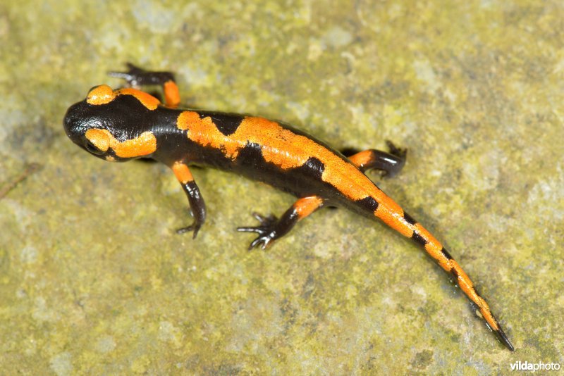 Vuursalamander uit Italië