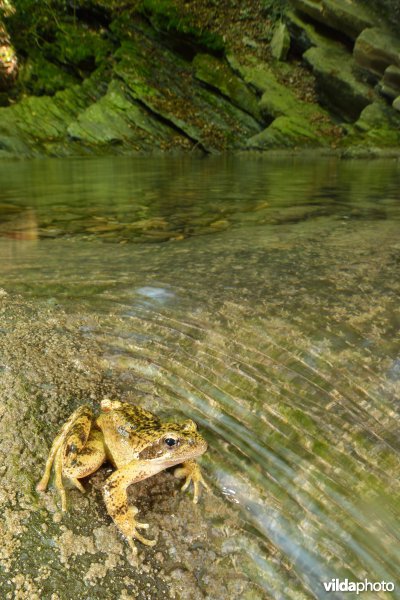 Italiaanse beekkikker