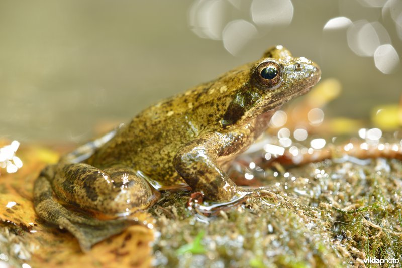 Italiaanse beekkikker