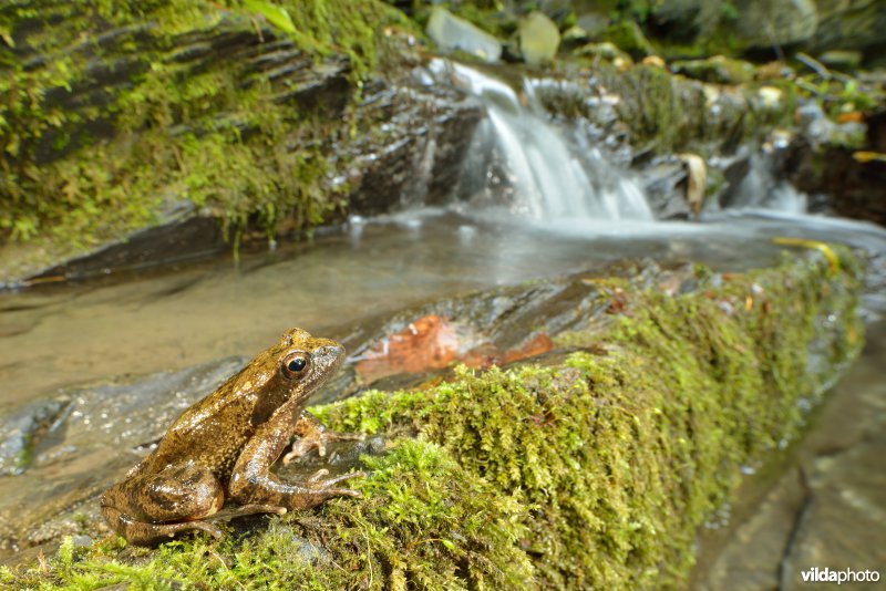 Italiaanse beekkikker
