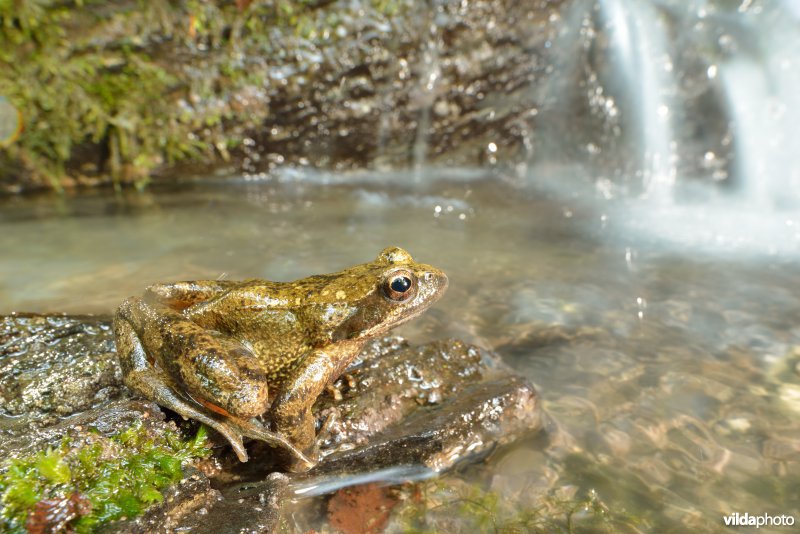 Italiaanse beekkikker