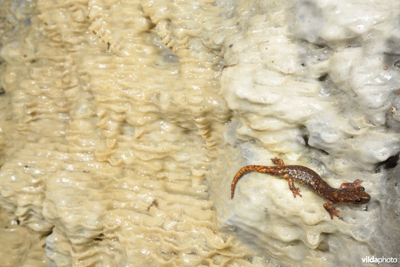 Ligurische grottensalamander