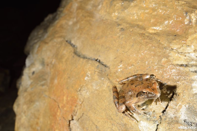 Italiaanse beekkikker