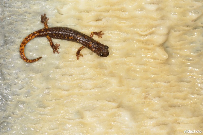 Ligurische grottensalamander