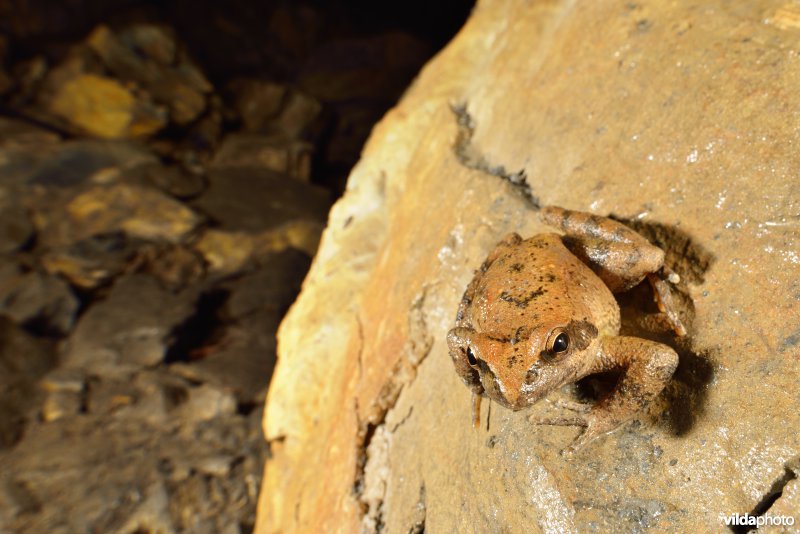 Italiaanse beekkikker