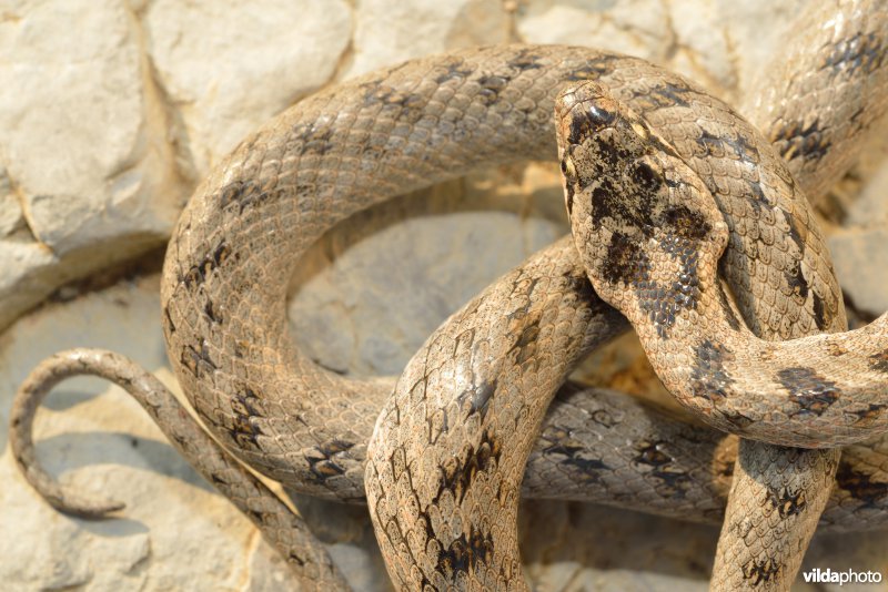 Girondische gladde slang