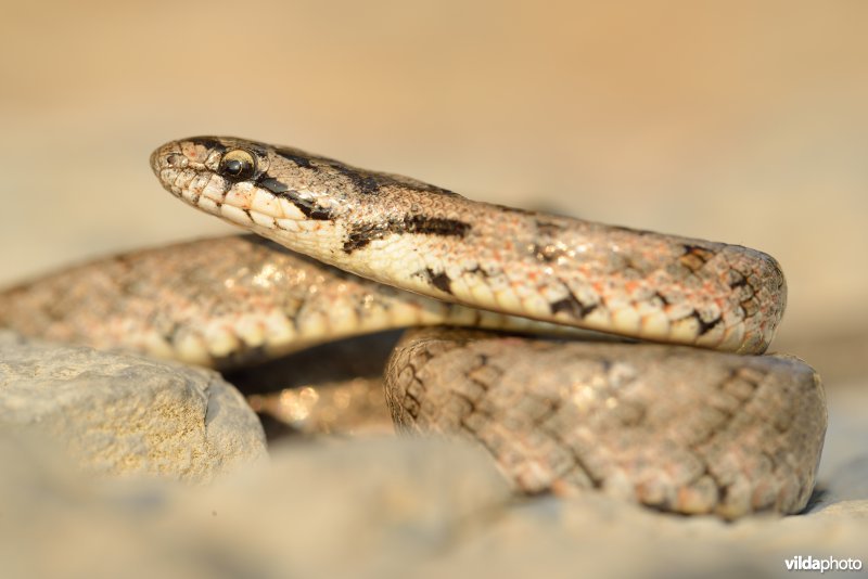 Girondische gladde slang