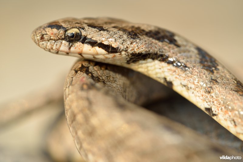 Girondische gladde slang