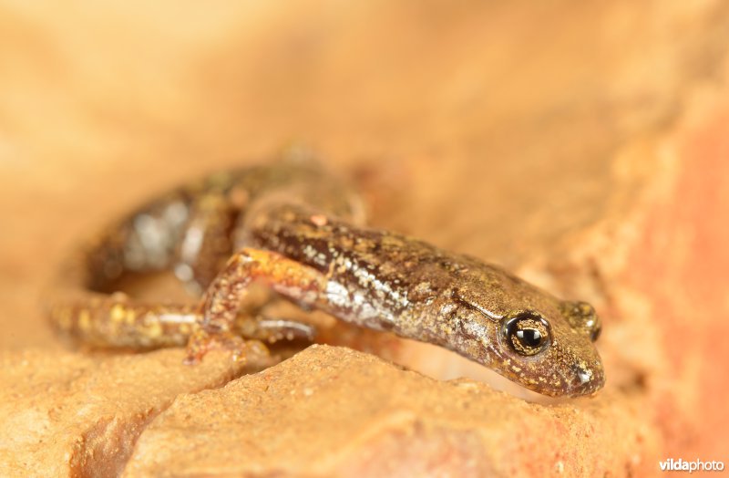 Ligurische grottensalamander