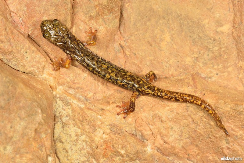 Ligurische grottensalamander