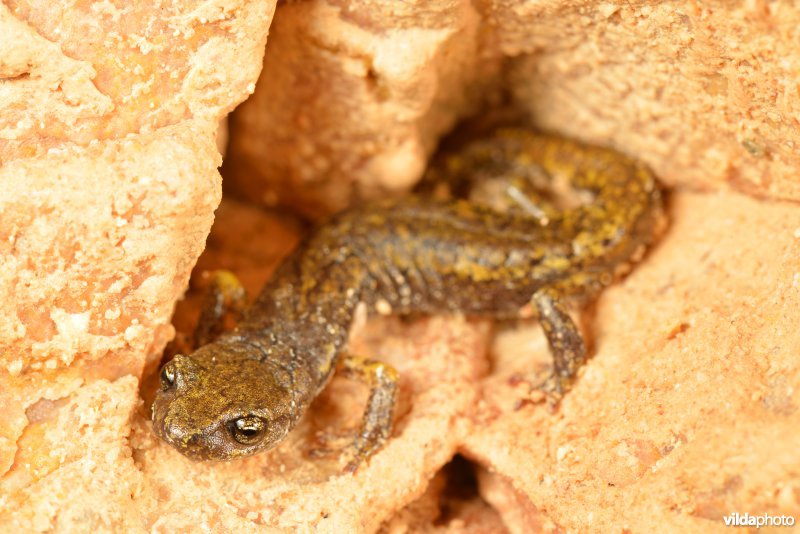 Ligurische grottensalamander