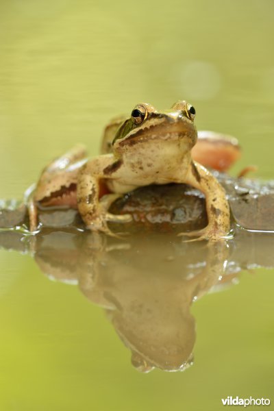 Italiaanse springkikker