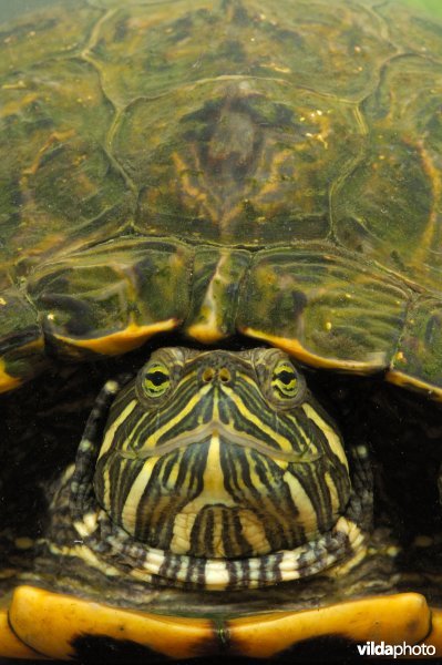 Frontale roodwangschildpad