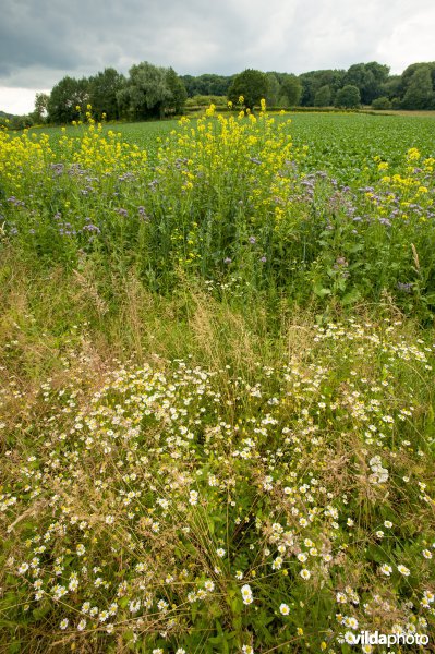 Bloemrijke akker in het Gerendal