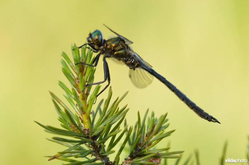 Portret van Hoogveenglanslibel