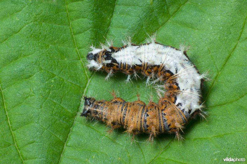 Rups van gehakkelde aurelia