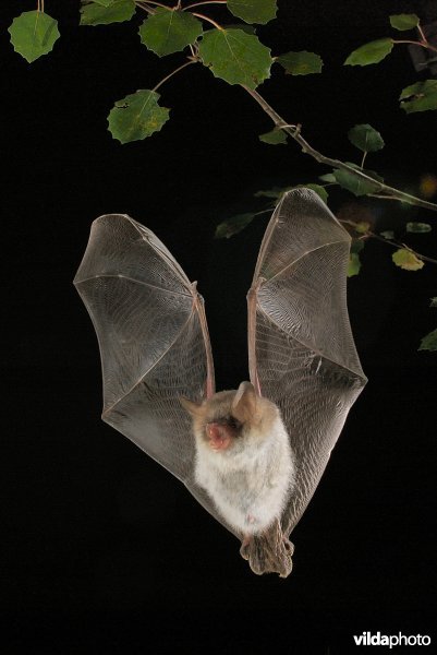 Vliegende franjestaart tussen de bladeren