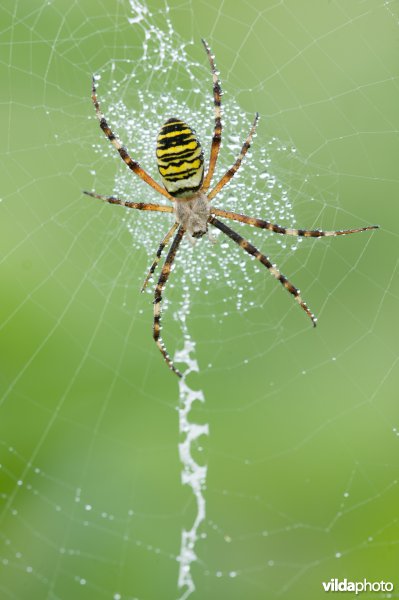 De wespspin (Argiope bruennichi) is een spin uit de familie Araneidae, ook wel echte spinnen genoemd. Andere benamingen zijn wespenspin, tijgerspin of wielwebspin, en de wetenschappelijke naam wordt soms wel eens als Argiope bruennichii gespeld.