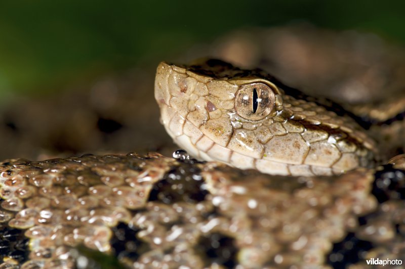 Bothrops asper