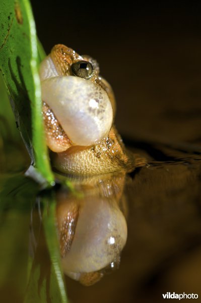 Een kwakende tropische kikker (Nyctibatrachus humayuni)