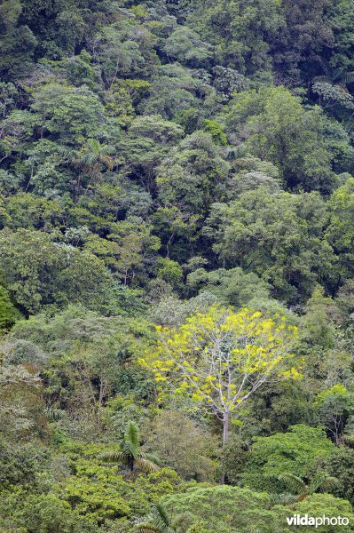 Primair tropisch regenwoud