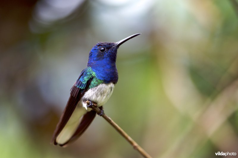 Witnekkolibrie