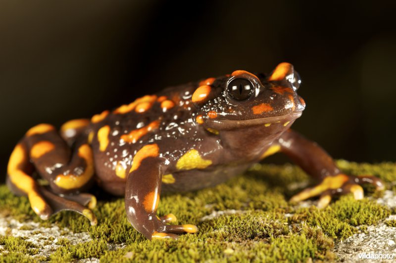 Chileense felgekleurde pad