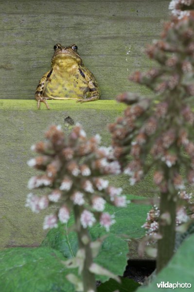 Bruine kikke op houten schutting in standstuin achter bloeiend groot hoefblad