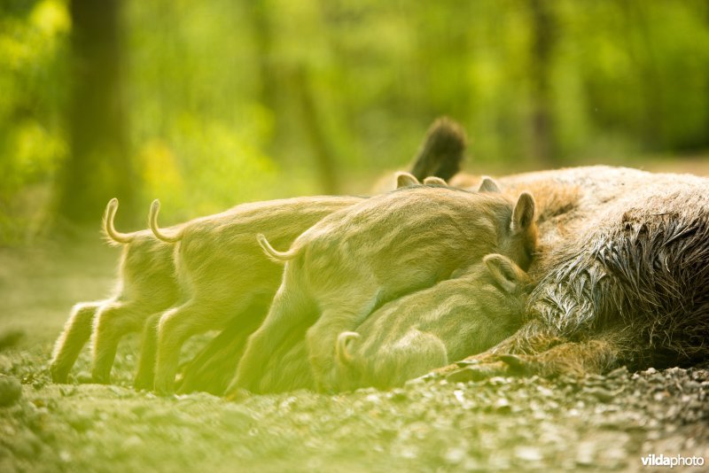 Zogende zwijnenjongen