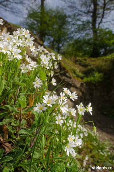 Heimansgroeve, Geuldal