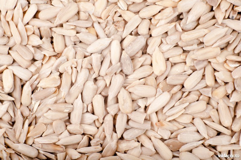 Pijnboompitten van parasolden