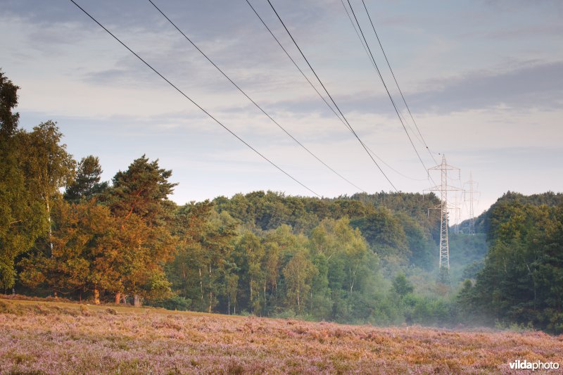 Een heidecorridor onder een hoogspanningslijn