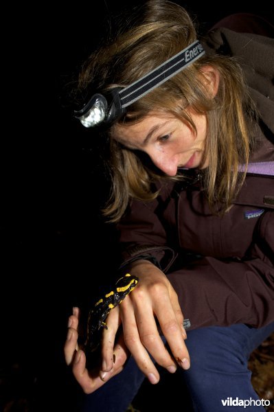 Vuursalamander (alle ondersoorten)