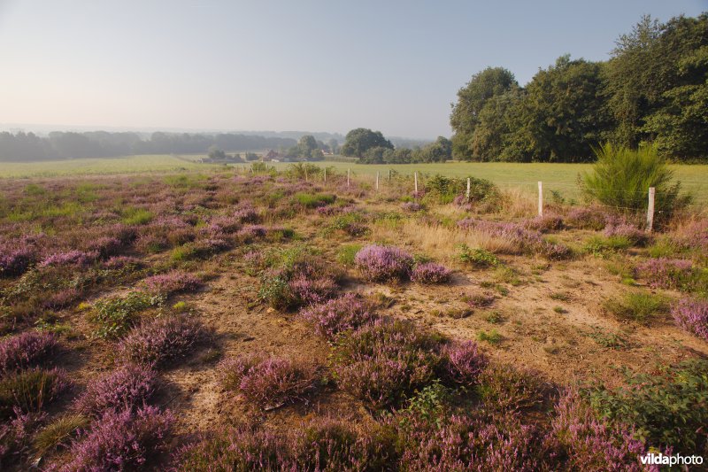 Natuurontwikkeling