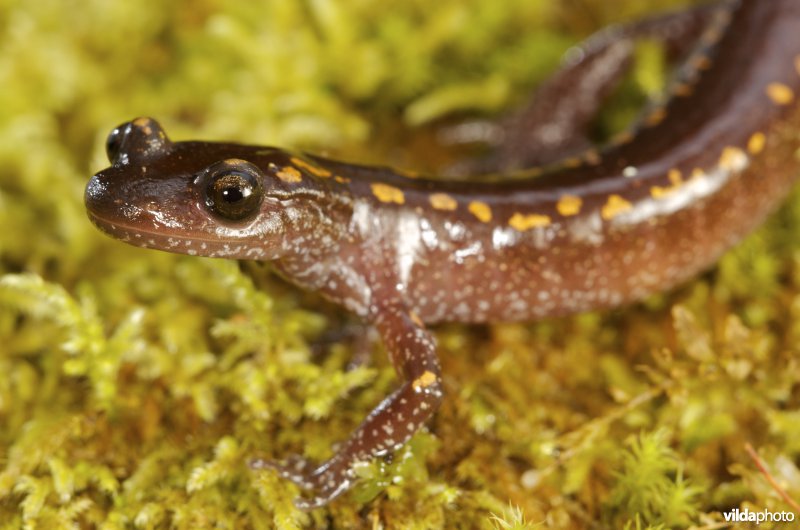 Kaukasische landsalamander