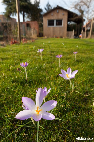 Krokussen in een tuin