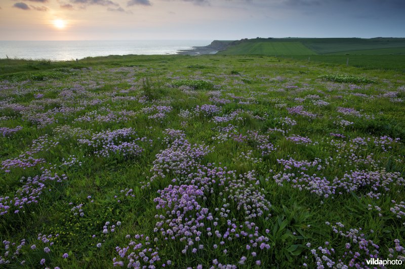 Zonsondergang aan de klifkust begroeid met Engels gras