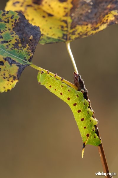 Rups van populierpijlstaart