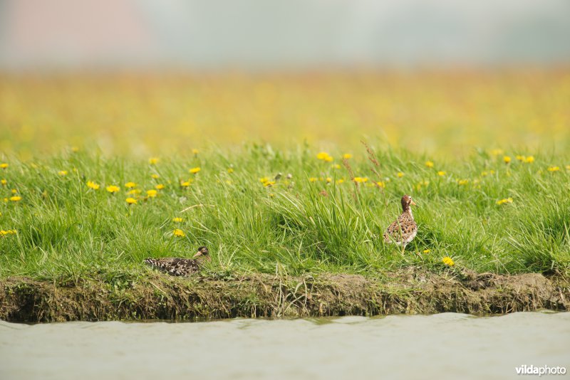 Twee kemphanen in bloemrijk grasland