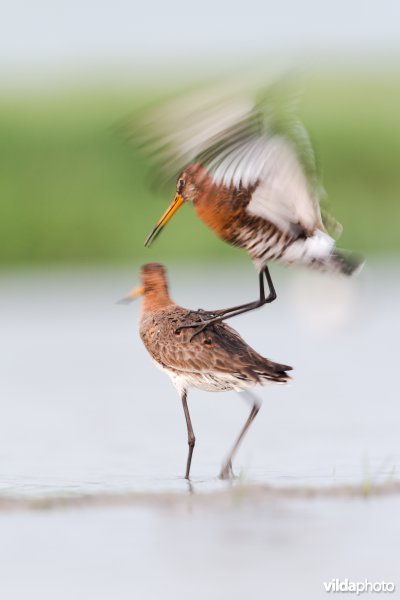 Grutto's zorgen voor nageslacht
