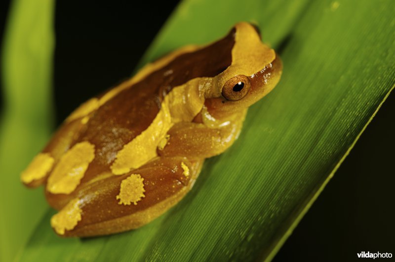 Dendropsophus leucophyllatus