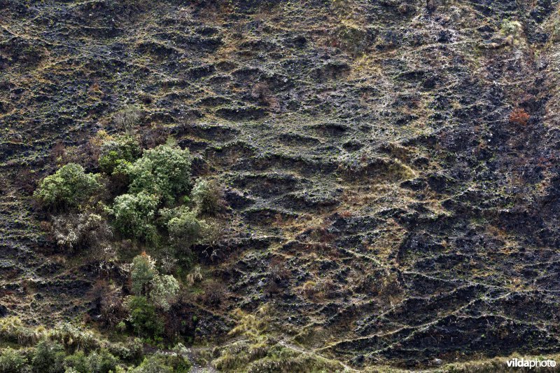 Habitatvernietiging in de hoge Andes