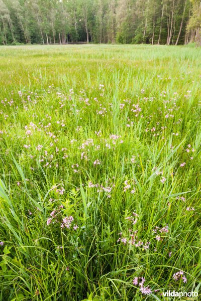 Echte koekoeksbloem