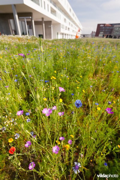 Tijdelijke natuur in de stad